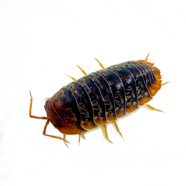 Sinodillo Sp. Vietnam